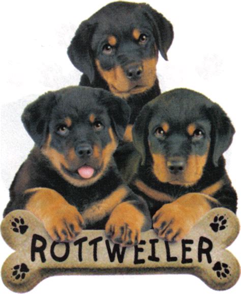 When it comes time to make a selection out of your chosen litter, make sure that the puppy you are interested in does not shy away when you. Rules of the Jungle: Rottweiler puppies