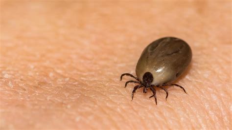 Lyme Disease Spreads To All 50 States Report Finds Fox News