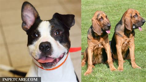 Pitbull Bloodhound Mix A Complete Guide With Pictures