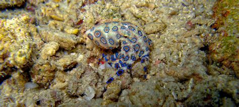 Kékgyűrűs Polip Blue Ringed Octopus Hapalochlaena Lunula Flickr