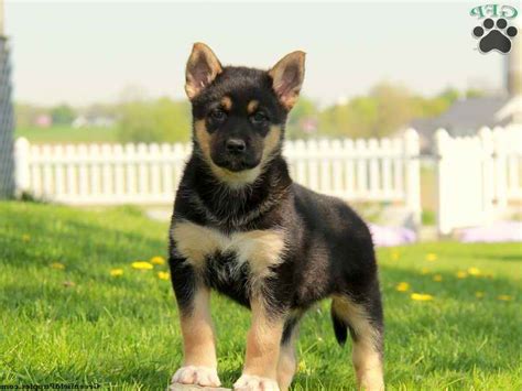 Ckc registered, purebred german shepherd puppies for sale. German Shepherd Mix Puppies For Sale In Pa | PETSIDI