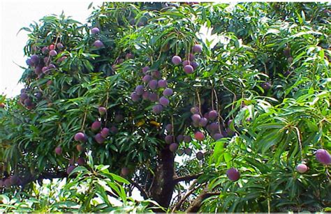 What is the best fertilizer for fig trees? Fruit Tree Fertilizer Boosters | BioWash - Increase the ...