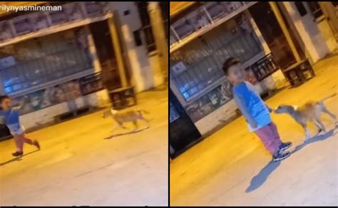 Video Niño Llora Desconsolado Por Perrito De La Calle Y Logra Que Su