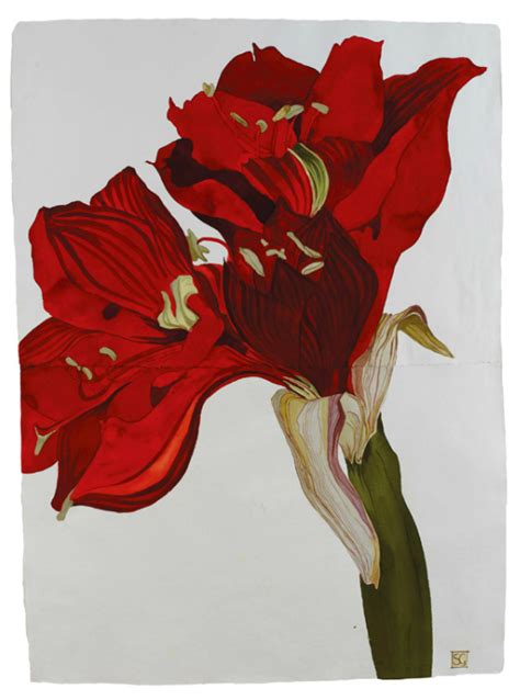 Sarah Graham Artist Botanical Works On Paper Amaryllis Painting