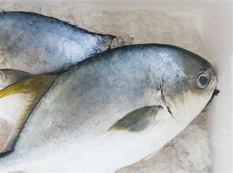 IKAN BAWAL : Cara Merawat, Pakan, Harga Jual (Lengkap)