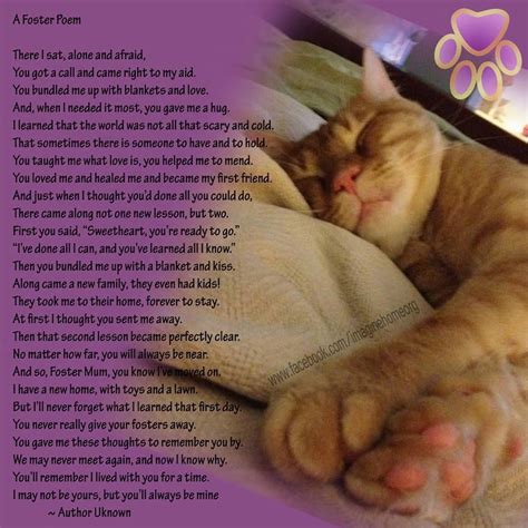A Foster Poem The Fosters Kitten Quotes Animal Lover Quotes