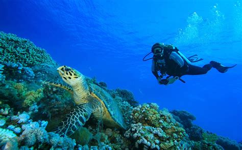 Volunteer For Sea Turtles Conservation In Costa Rica Bali Greece