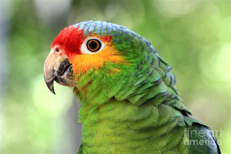 Red Lored Amazon Parrot Photograph By Teresa Zieba