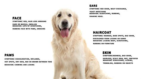 In pets, the biggest problems with seasonal allergies tend to be related to the skin. Dog Allergy, Skin Disorders, Home Remedies & Treatment