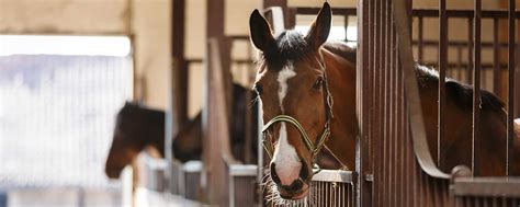 Equine Insurance Quotes - Blue Bridle Insurance Agency