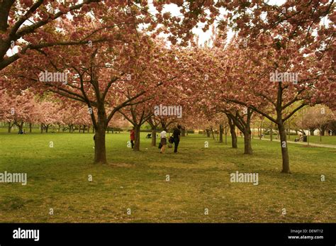Cherry Blossoms In Brooklyn Botanical Gardens Stock Photo Alamy