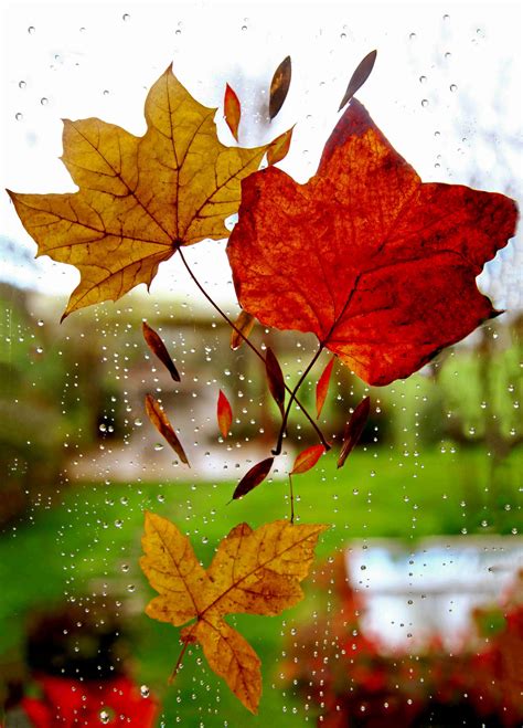 Download Rain Nature Maple Leaf Wallpaper