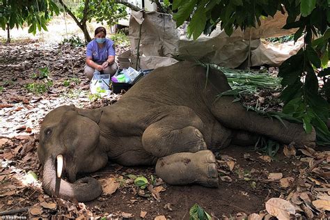 The Death Of A Gentle Giant Young Elephant Dies After Being Shot By A Hunter Despite Two Day