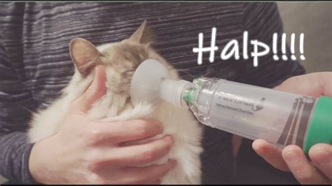 Cat With Asthma Youtube