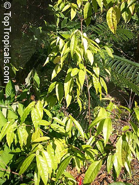 Eugenia victoriana, Sundrop, Guayabilla