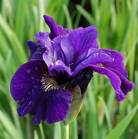 Ирис сибирский Рафелд Вельвет (Рафлд Велвет, Ruffled Velvet) (Iris sibirica Ruffled Velvet ...