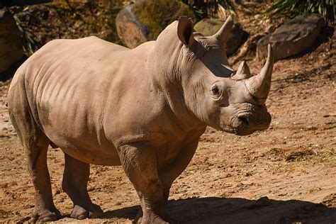 Maryland Zoo Welcomes Two Southern White Rhinoceros The Maryland Zoo