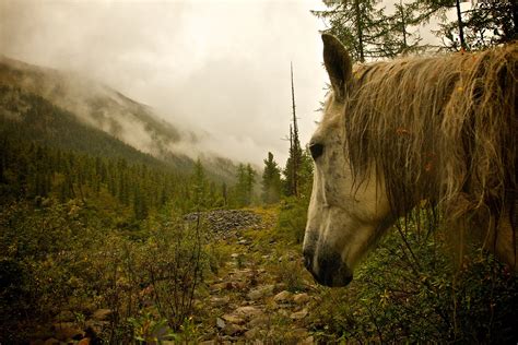 Free Images Nature Forest Wilderness Wildlife Fauna Rural Area