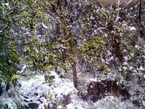 Beautiful Snow Falling Pictures~~ Virtual University