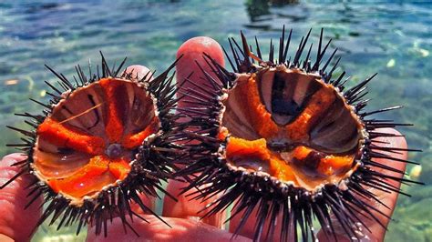 Sea Urchins Of Ayvalİk