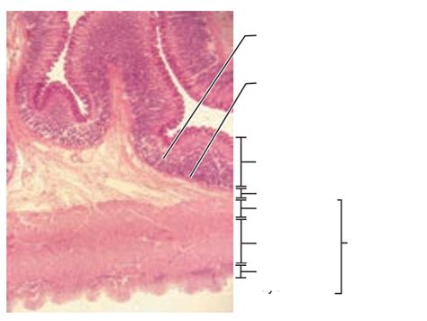 Print Activity 2 Studying The Histologic Structure Of Selected