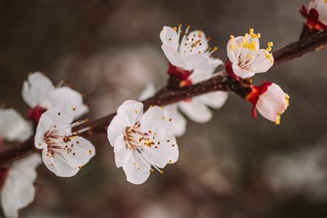 5 Places To See Plum Blossom In Tokyo Gaijinpot