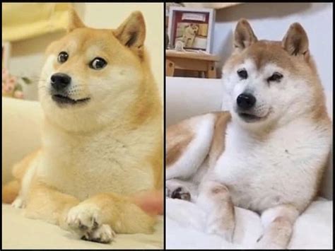 43 Shiba Inu Meme Dog Face