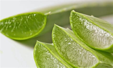Manfaat daun lidah buaya untuk wajah. Manfaat Lidah Buaya Untuk Kesehatan dan Kecantikan | Kabar ...