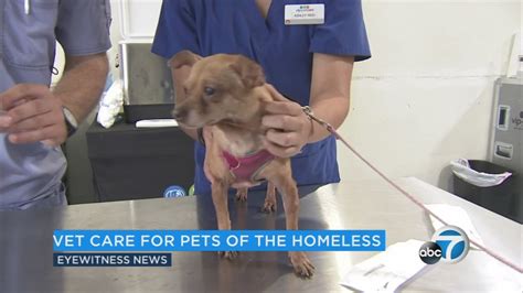 Pop Up Clinic Provides Free Vet Care To Las Homeless With Pets Abc7
