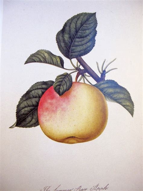 Vintage Botanical Illustration Apple By By Gallerybotanica
