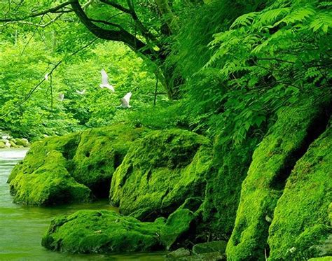 Background pemandangan jangan dianggap norak ya. Gambar Background Keren 3D Pemandangan / Real Nature ...