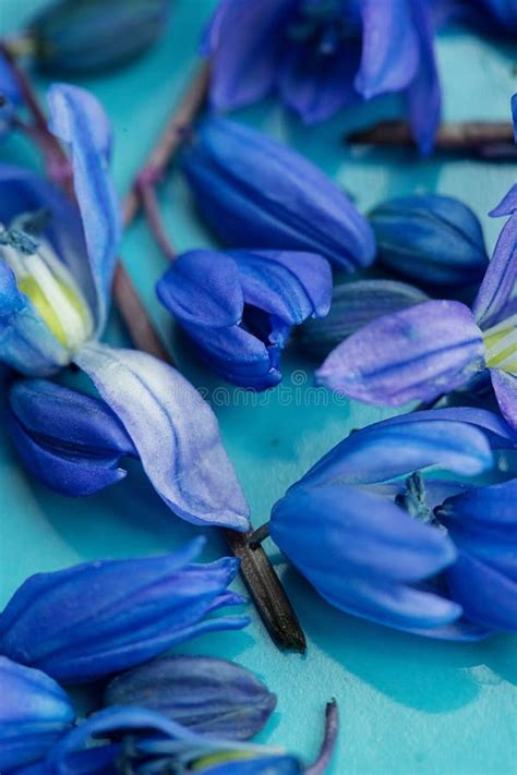 Macro Blue Spring Flowers Blossom On Plate Stock Photo Image Of