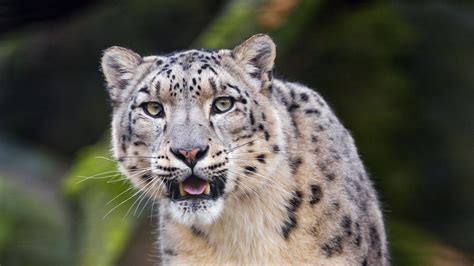 Download Wallpaper 2560x1440 Snow Leopard Predator Big Cat Fangs