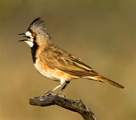 Birds Of The World Crested Bellbird