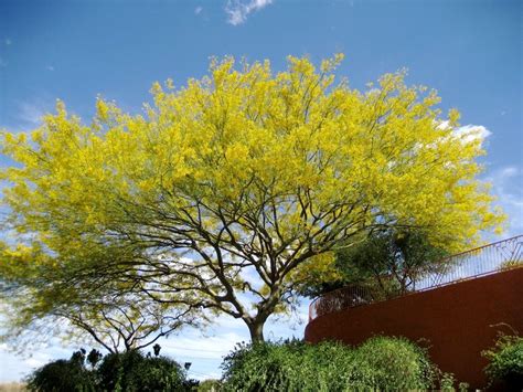 Maybe you would like to learn more about one of these? Desert Museum Palo Verde (Cercidium x 'Desert Museum') Key ...