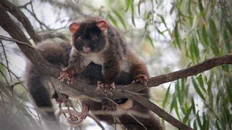 Western Ringtail Possum Being Saved From Extinction In Bountiful