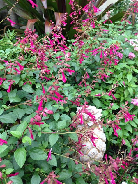 Wendys Wish Salvia Pink Perennials Salvia Permaculture Springer