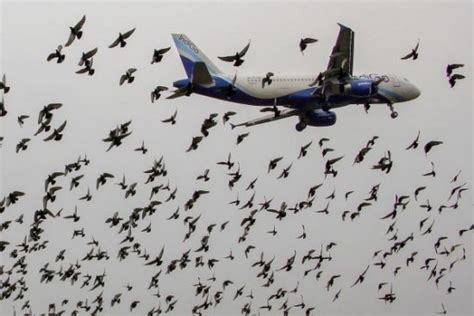 A Flock Of Birds Surround A Plane On Take Off Scarecrow