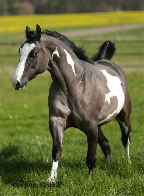 Gray Paint Horse