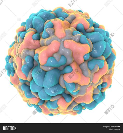 Rhinovirus Isolated On Image And Photo Free Trial Bigstock