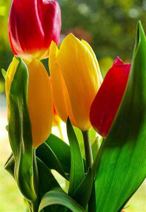 Free Image On Pixabay Tulip Mothers Day Flowers Amazing Flowers