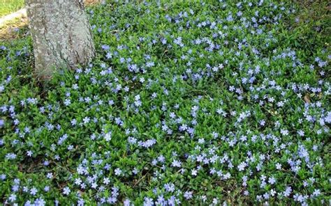 Top 9 Fast Growing Ground Cover For Slopes X Boom Garden Creeping