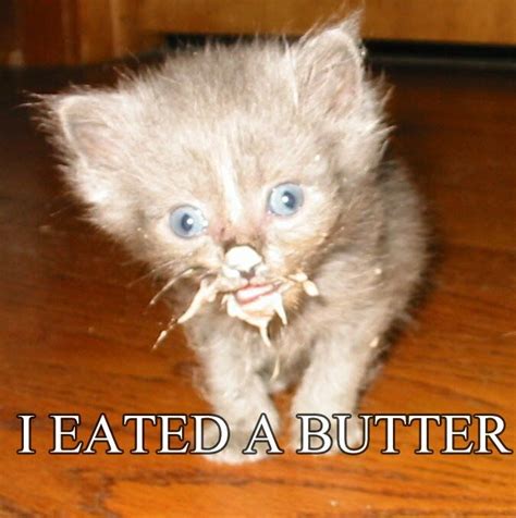 I Eated A Butter Too Funny Cat Photos Funny Cat Pictures Weird Animals