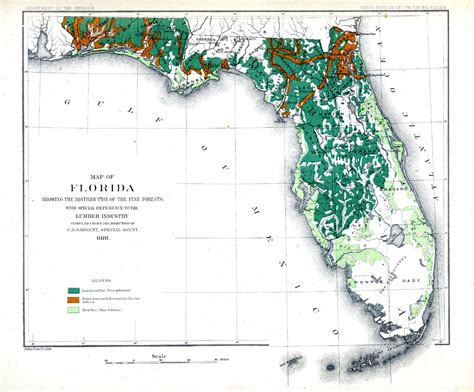 Map Of Florida Showing The Distribution Of The Pine Forests 1881 Ad
