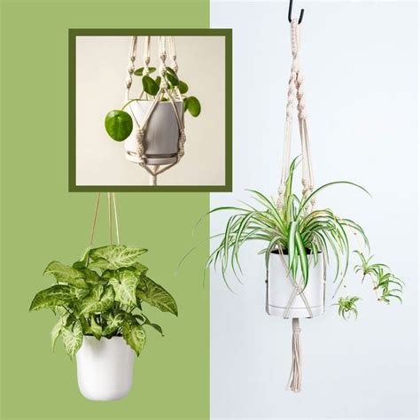13 Indoor Hanging Plants Best Hanging Plants That Will Thrive Inside