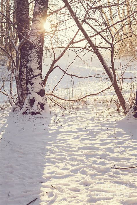 Sunny Winter Morning Photograph By Sophie Mcaulay Fine Art America
