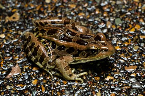 Pickerel Frog Reptiles And Amphibians Of Mississippi