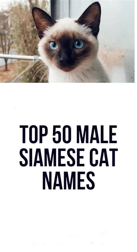 Top 50 Male Siamese Cat Names In 2021 Cat Names Siamese Cats Siamese