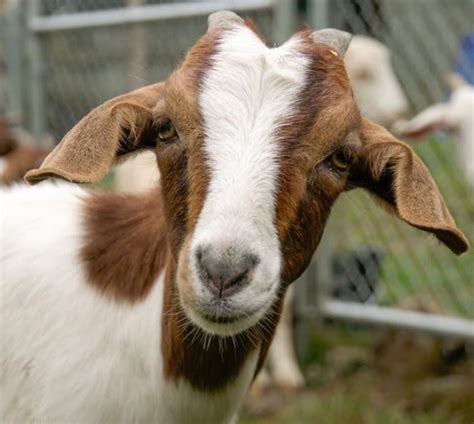 Baaaaary your enemies, and celebrate the start of #owl2020. 24 homeless goats are looking to be adopted: Do you have ...