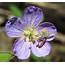 MAY’S WOODLAND WILDFLOWERS MAKE WAY FOR JUNE – Oakland County Blog